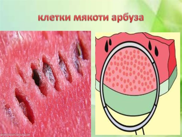 Мякоть арбуза