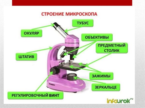 Строение микроскопа макровинт