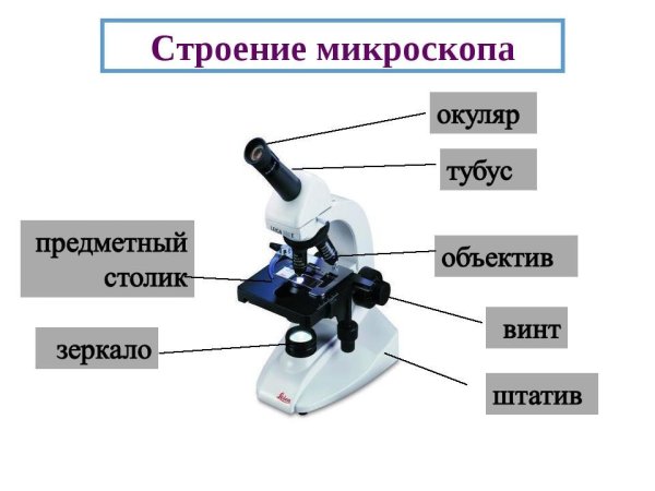 Микроскоп обои
