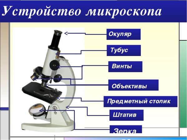 Оптический микроскоп строение