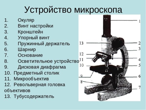 Увеличительные приборы 5 класс биология микроскоп