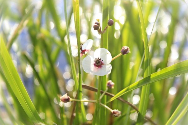 Стрелолист – Sagittaria