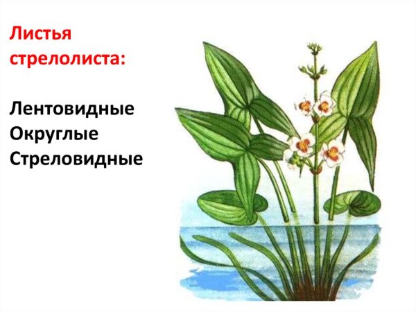 Стрелолист обыкновенный листья