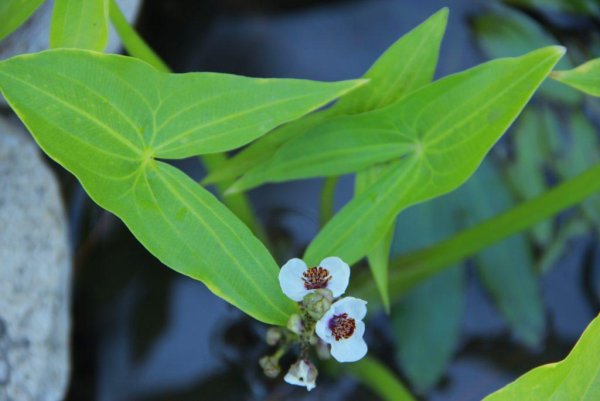 Стрелолист обыкновенный