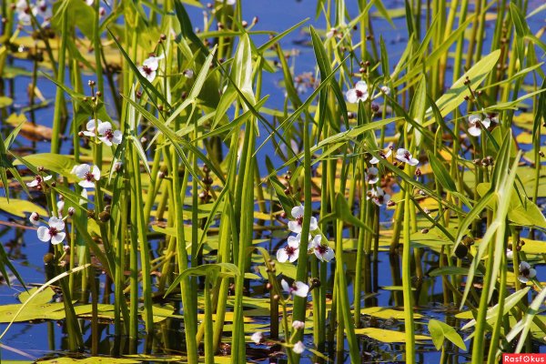 Стрелолист Sagittaria sagittifolia