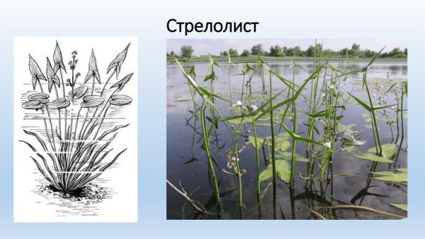 Стрелолист Sagittaria sagittifolia