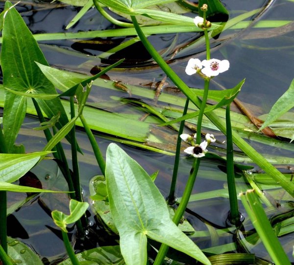 Стрелолист – Sagittaria