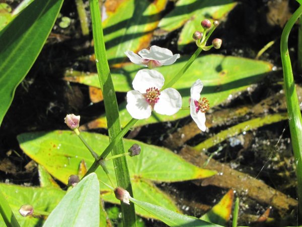 Стрелолист обыкновенный (Sagittaria sagittifolia)