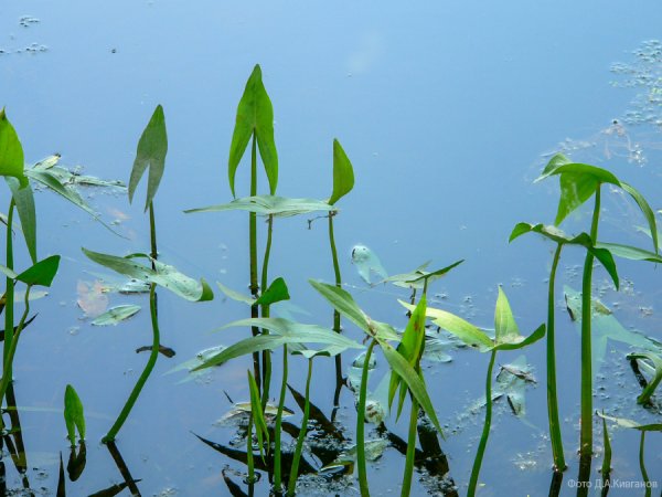 Стрелолист – Sagittaria