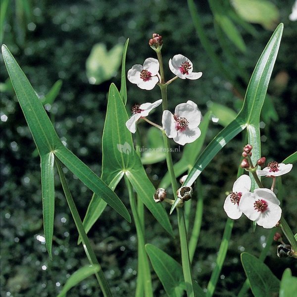 Стрелолист Sagittaria sagittifolia