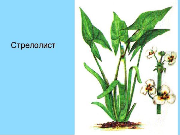 Стрелолист – Sagittaria