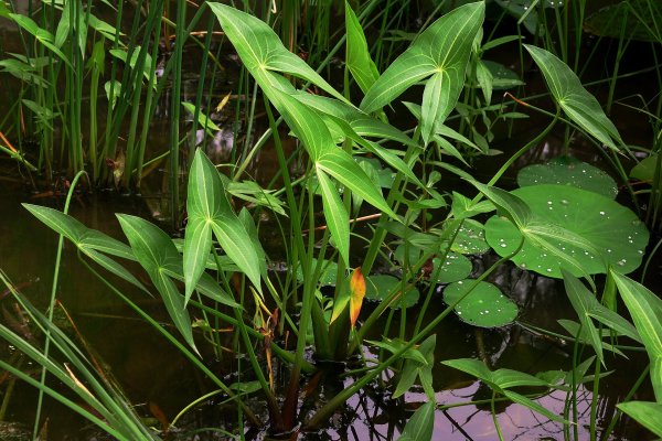 Стрелолист – Sagittaria