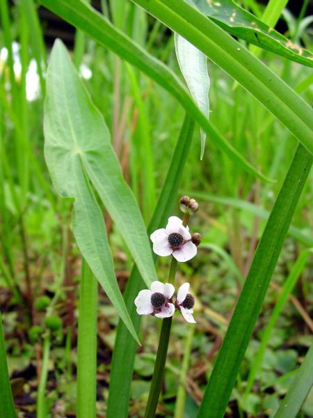 Стрелолист Sagittaria sagittifolia