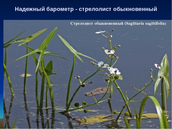 Стрелолист обыкновенный