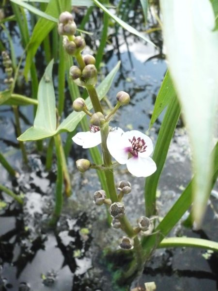 Стрелолист Sagittaria sagittifolia
