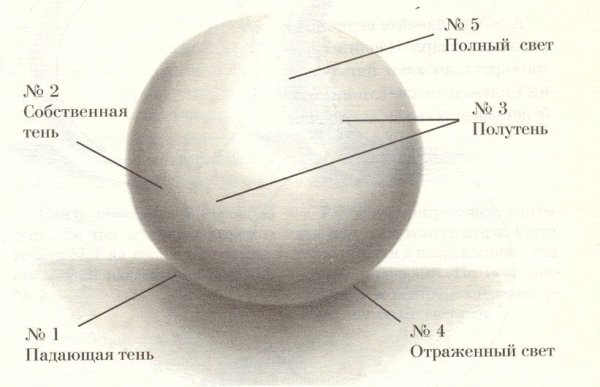Светотеневой рисунок яйца , свет сзади