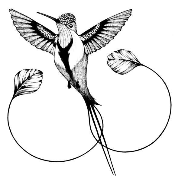 Колибри рисунок