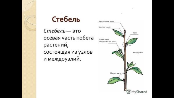 Строение побега черешок