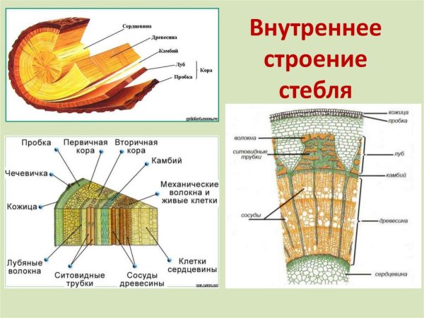 Кора камбий древесина сердцевина таблица
