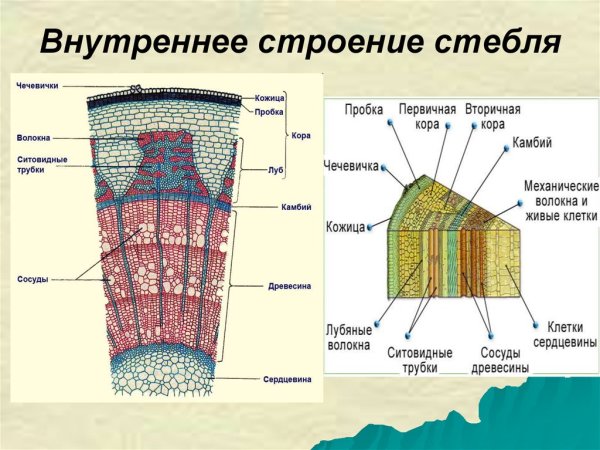 Схема внутреннего строения стебля