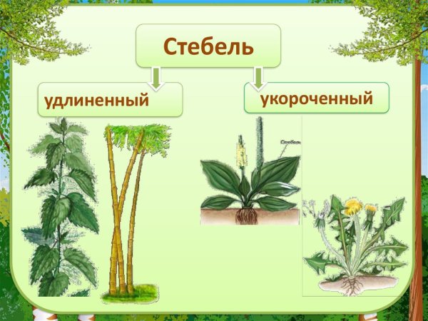 Удлиненный стебель