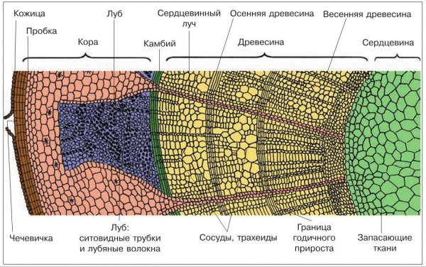 Внутреннее строение древесного стебля схема