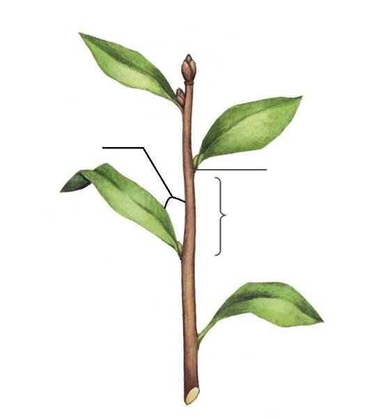 Строение побега