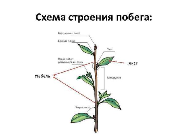 Внешнее строение стебля рисунок