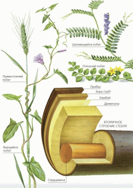 Строение стебля.многообразие стеблей