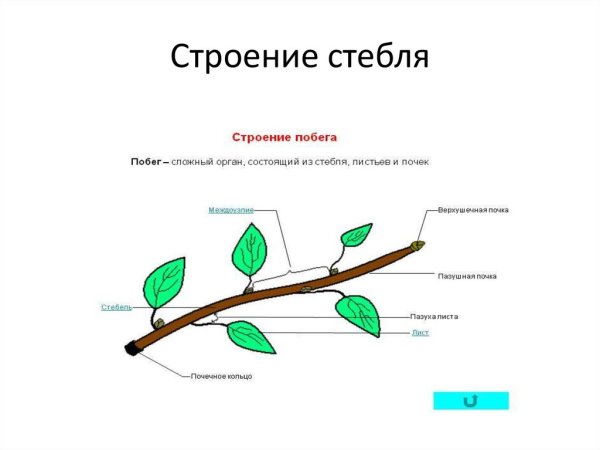 Рисунок строение побега биология