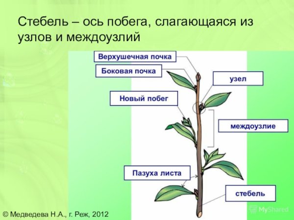 ПАЗУШНАЯ почка побег стебель