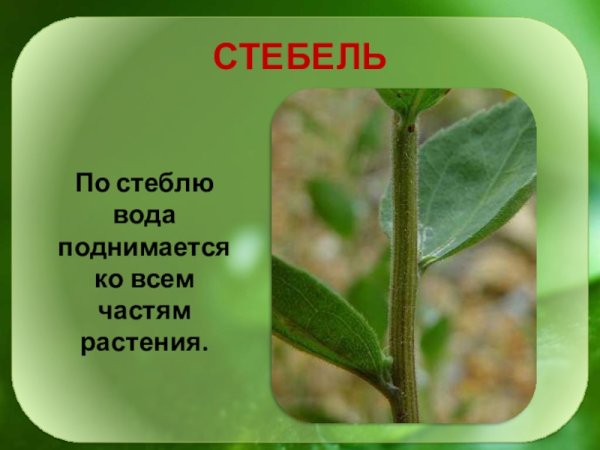 Стебель растения листья растения