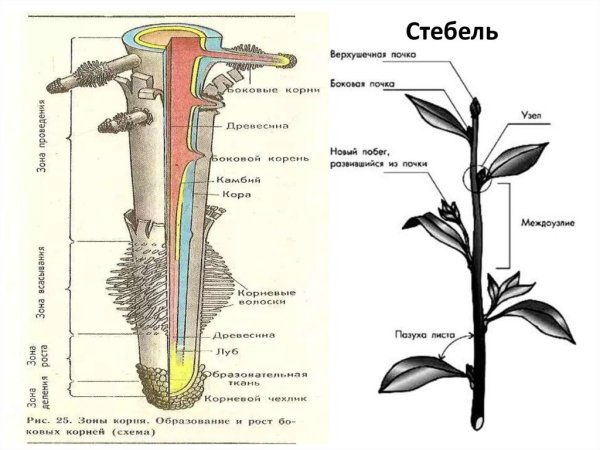 Стебель морфологическое строение стебля