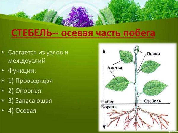 Стебель осевая часть побега рост стебля