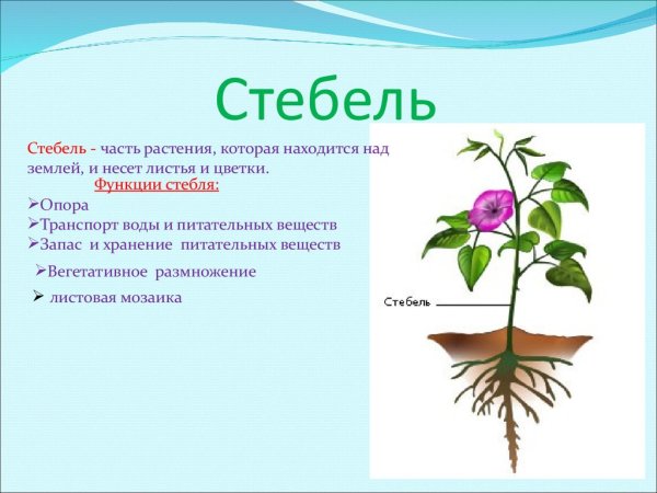 Стебель растения