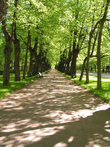 Липовая аллея Ропшинский парк