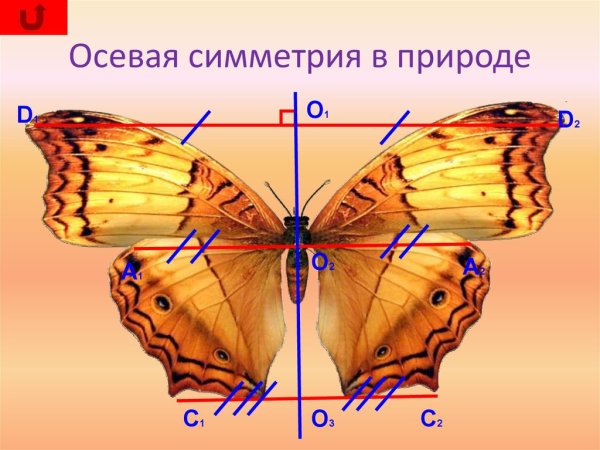 Осевая симметрия в природе
