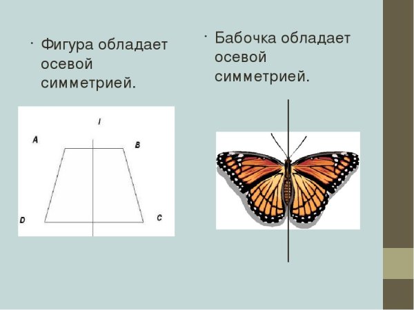 Ось симметрии рисунок