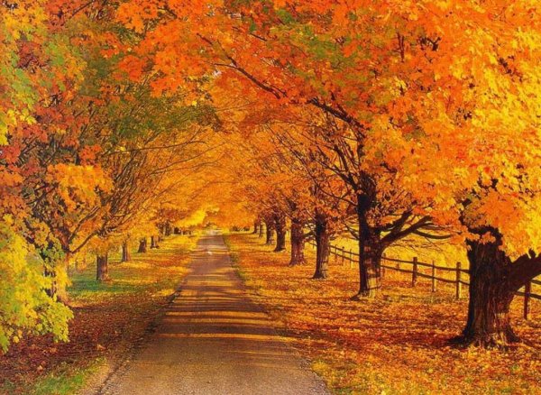 Дерево с музыкальными инструментами