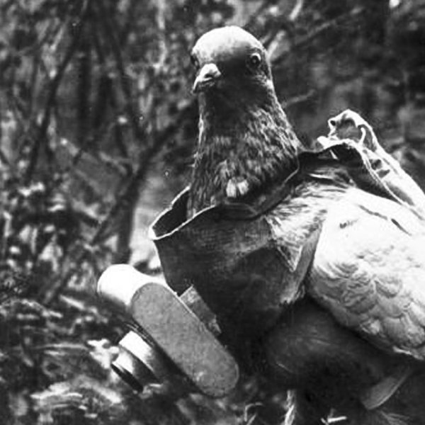 Голуби на войне 1941-1945