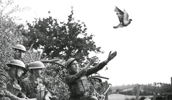 Голуби на войне 1941-1945
