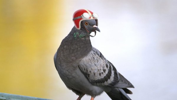 Голубь в шлеме