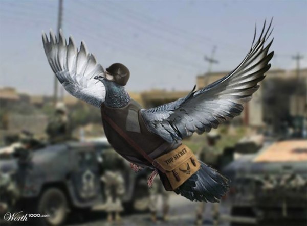 Боевой голубь