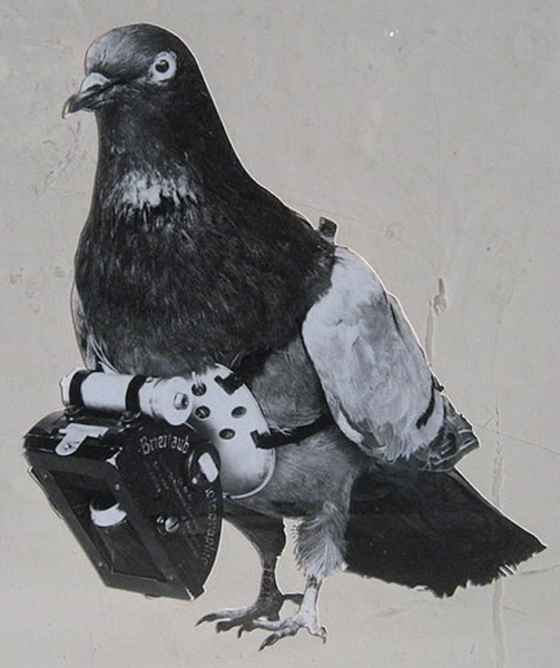 Юлиус Нойброннер голуби