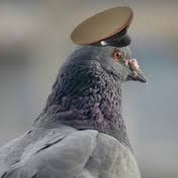 Голубь мент
