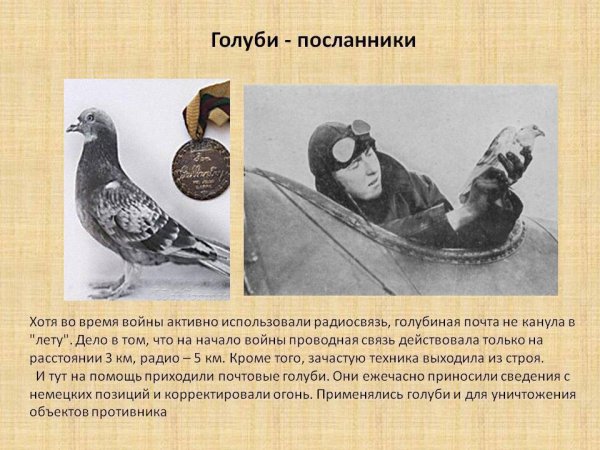 Голуби в Великой Отечественной войне 1941-1945