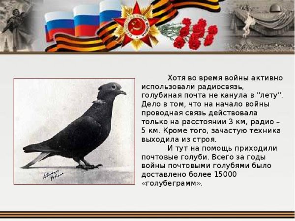 Голуби в Великой Отечественной войне 1941-1945