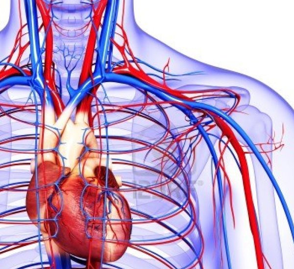 Кровеносная система сердце сосуды