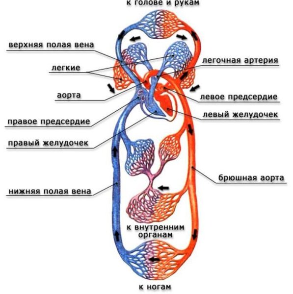 Кровеносная система человека схема анатомия