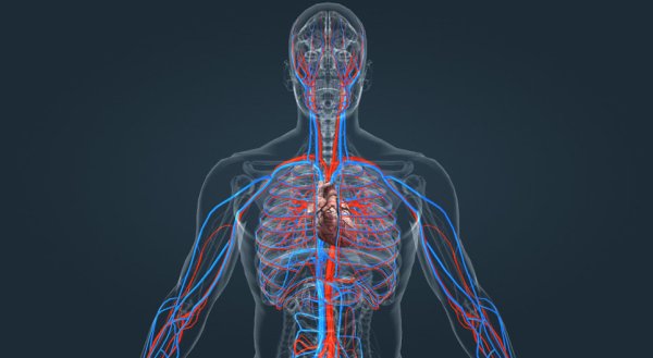 Кровообращение человека